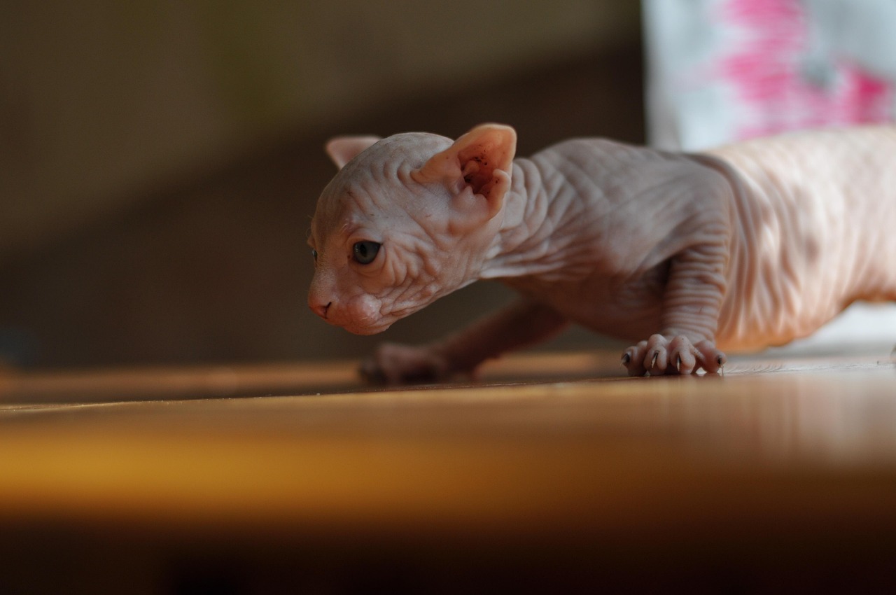Sphynx Cats (Image Credits: Pixabay)