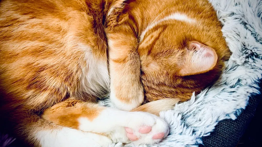 The Maternal Instinct: Sock Babies (Image Credits: Unsplash)