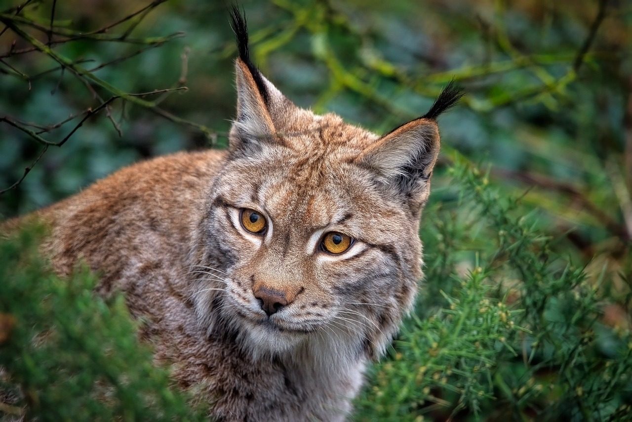 Montana's Mountain Lynx Population (Image Credits: Pixabay)