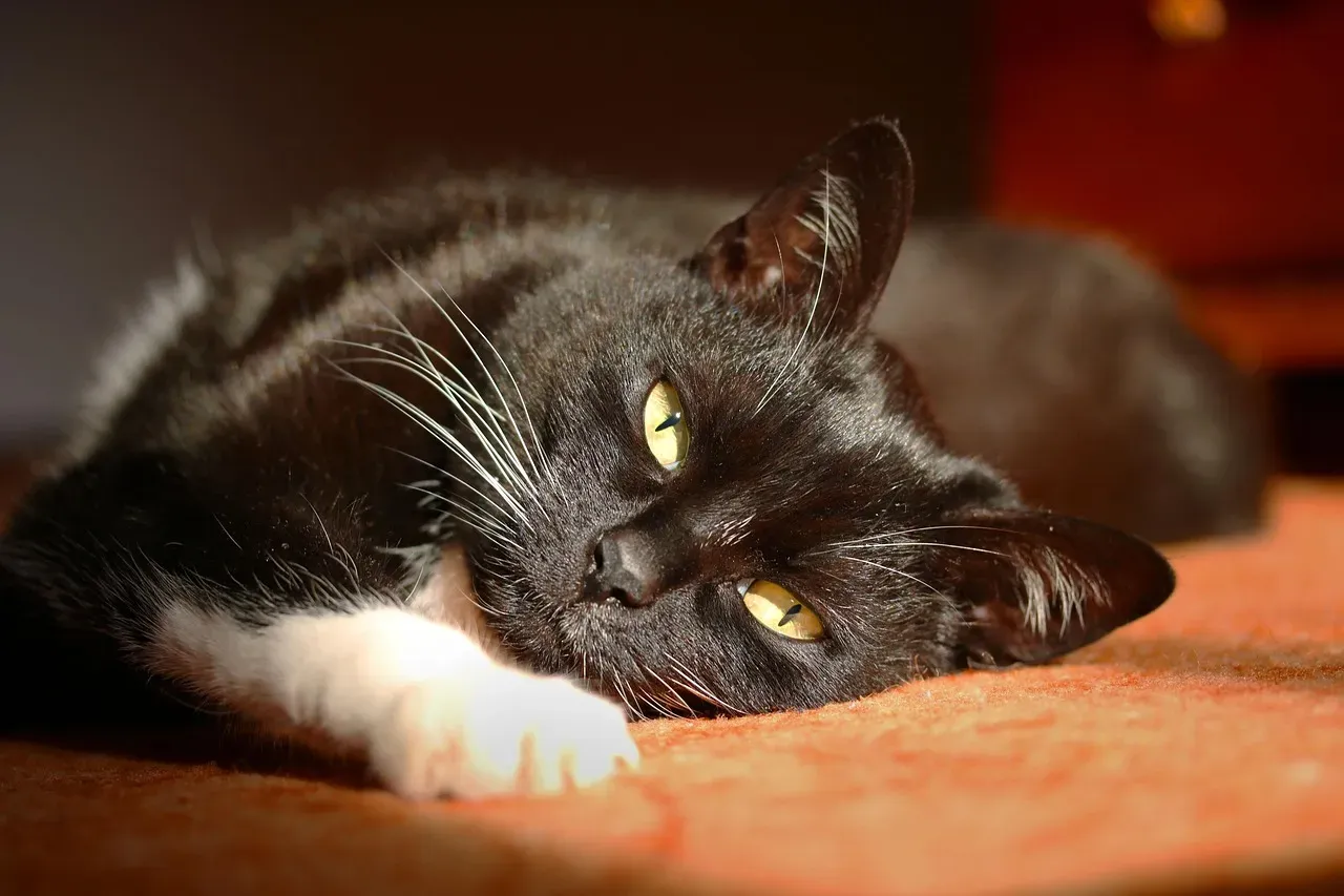 #15 - The Long, Steady Look That Says Everything (Image Credits: Pixabay)