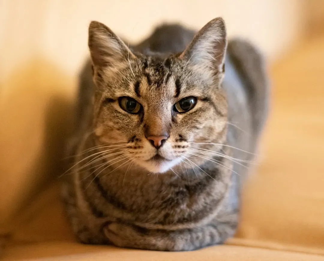 #15 - They Give You That Long, Soft, Unblinking Stare (Image Credits: Unsplash)