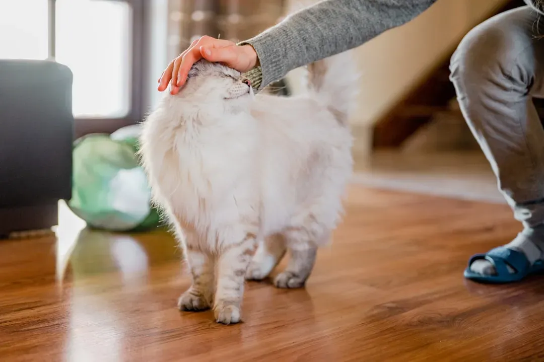 #8 - She Follows You From Room to Room Without Being Called (Image Credits: Unsplash)