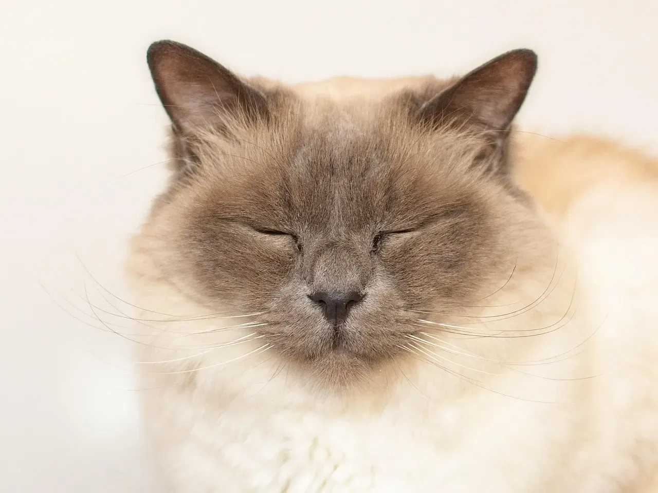 10. Birman - Devoted, Beautiful, and Serenely Affectionate (Image Credits: Pixabay)