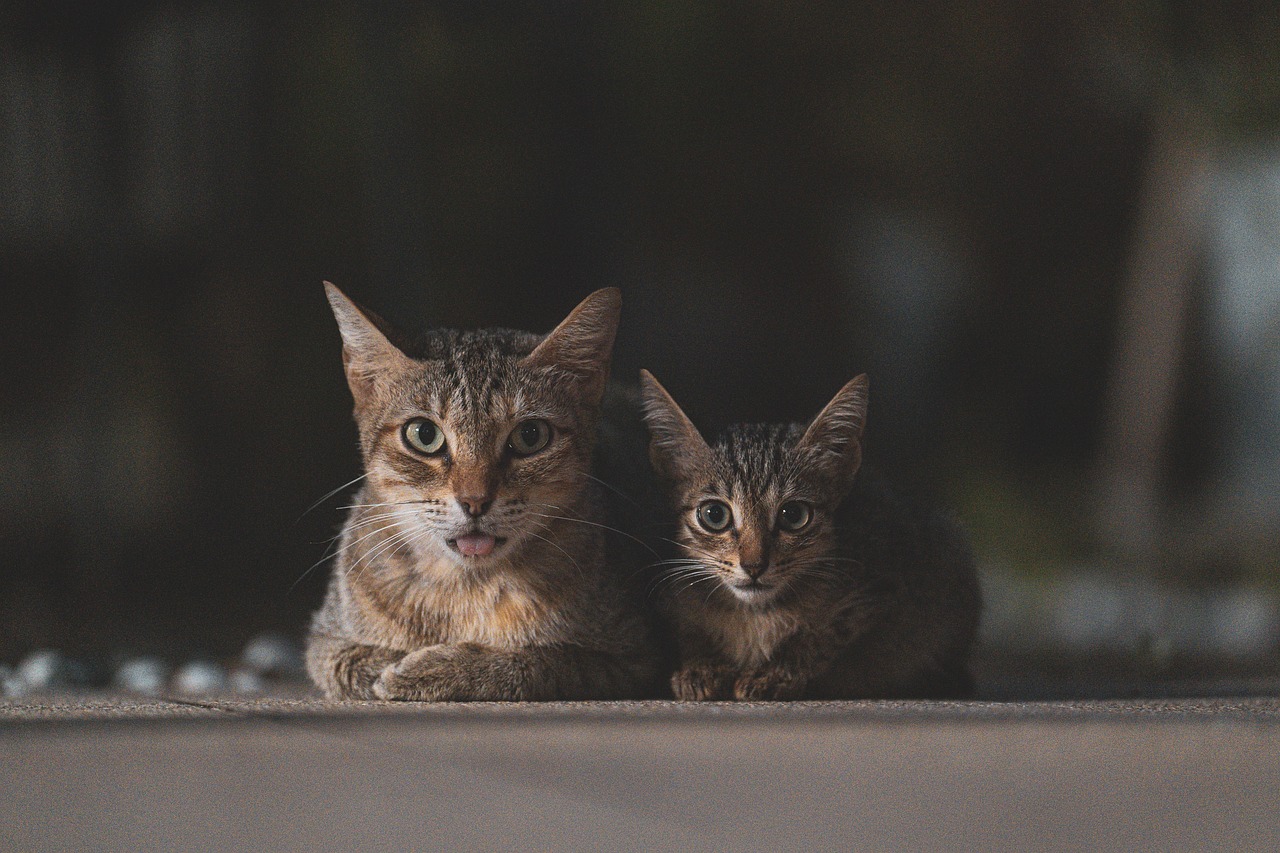 Multi-Cat Household Considerations (Image Credits: Pixabay)