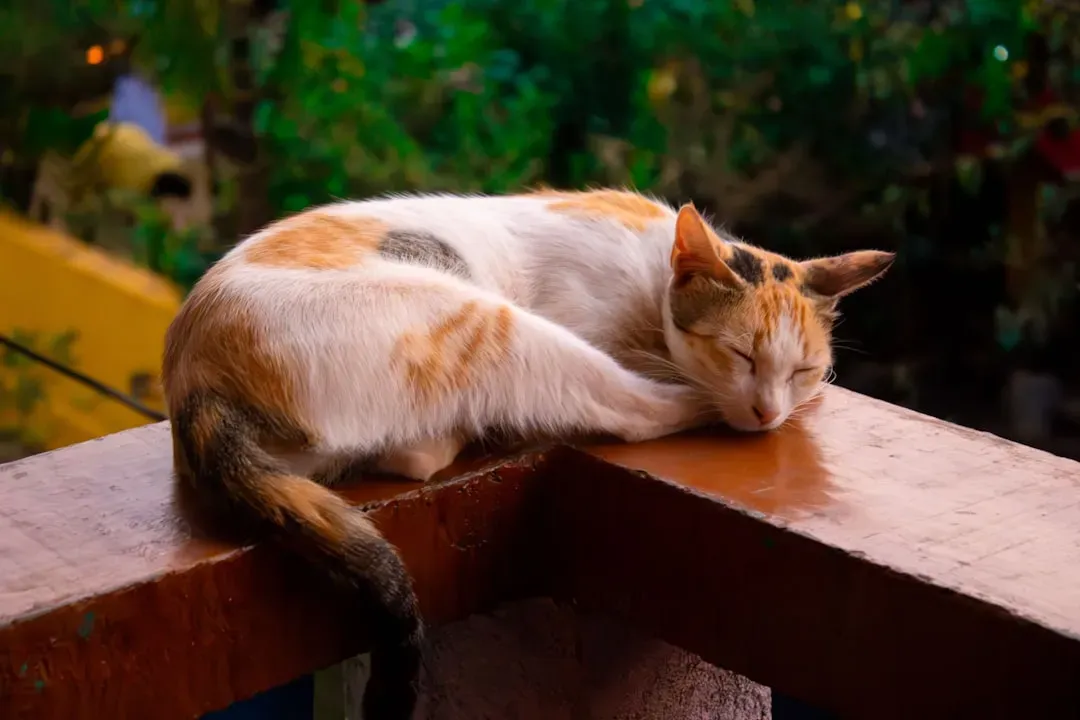 Rainy Days Make Your Cat Sleepier (Image Credits: Unsplash)
