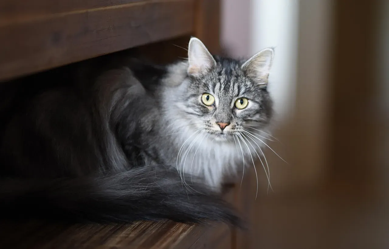 18. Norwegian Forest Cat: The Strong, Silent Northerner (Image Credits: Pixabay)