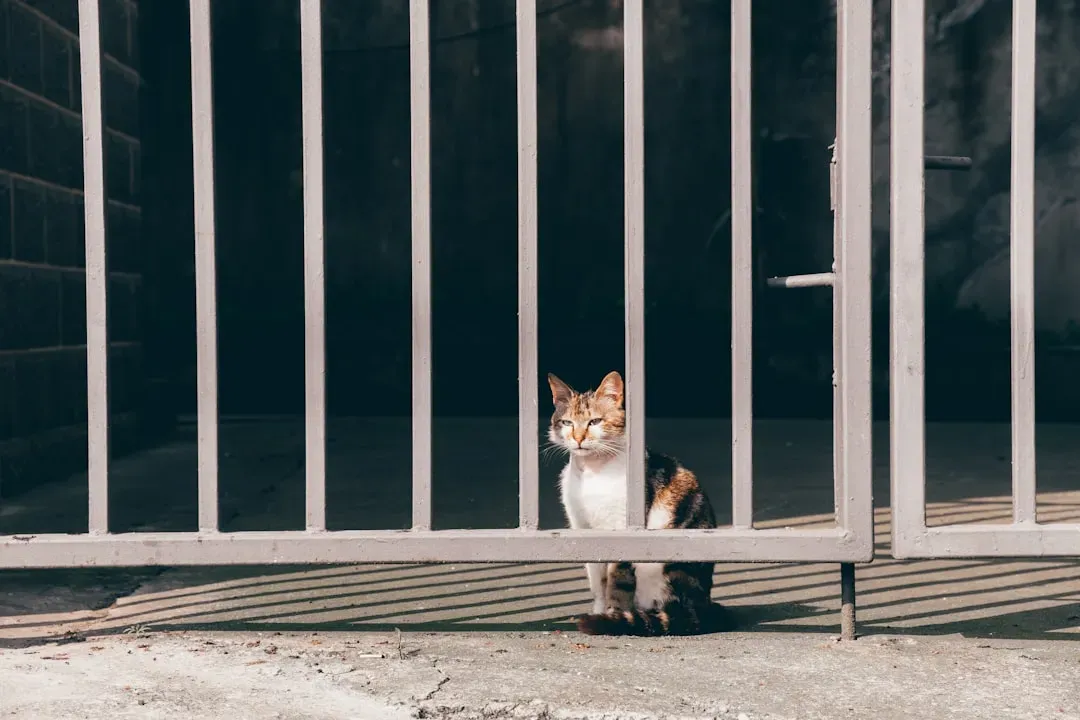 Sometimes It Really Is Just Cats Being Cats (Image Credits: Unsplash)