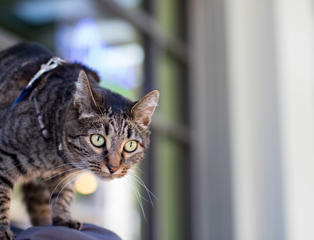 Hunting Instincts and Play Behavior (Image Credits: Flickr)