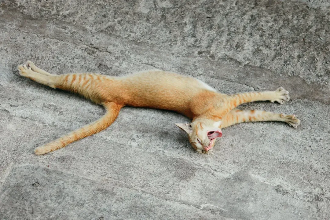 The Tail Hook: A Question Mark of Happiness (Image Credits: Unsplash)