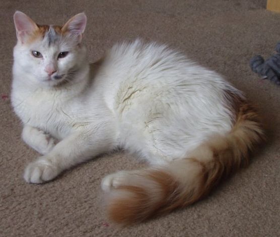 7. Turkish Van - The Swimming Cat's Vocal Nature (Image Credits: Wikimedia)