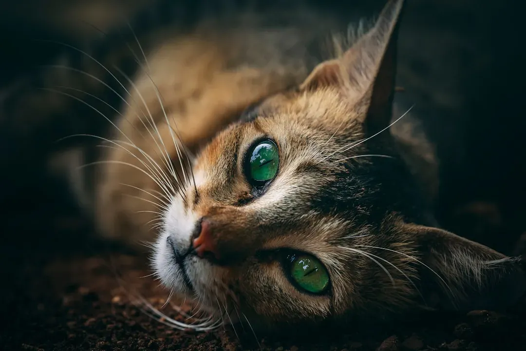 The Wild Roots That Still Live Inside Every Cat (Image Credits: Unsplash)