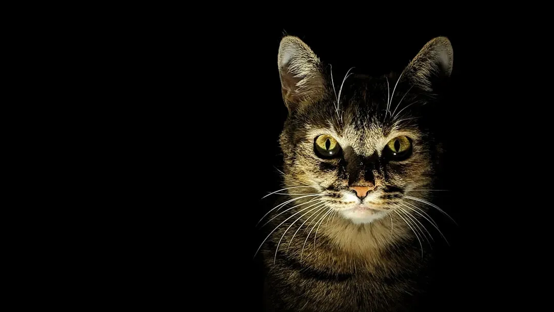 #1 The Cat Family Native to North America Isn't What Most People Picture (Image Credits: Unsplash)