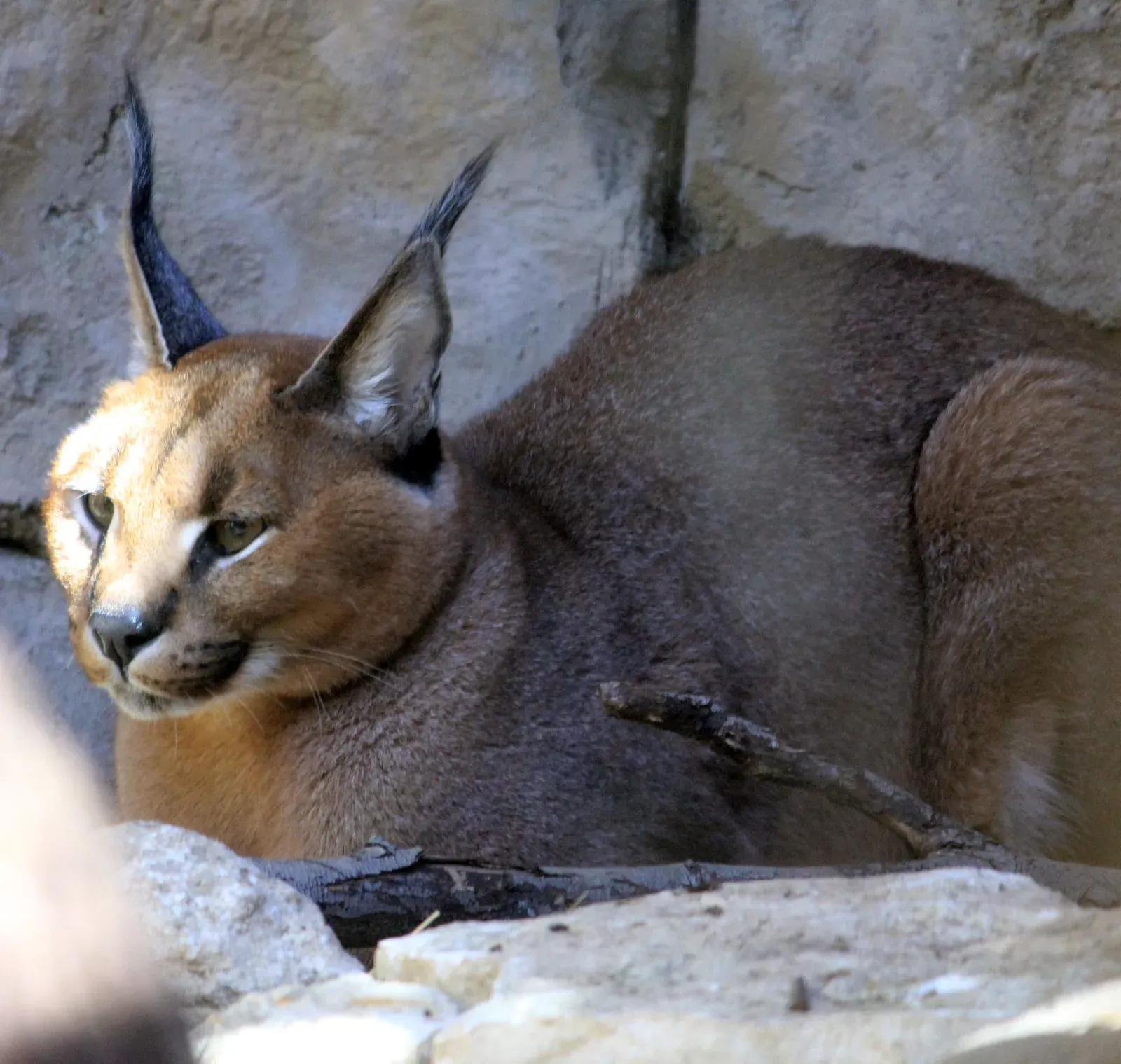 #5 Caracal: aerial ambush artist (www.goodfreephotos.com (gallery, image), Public Domain)