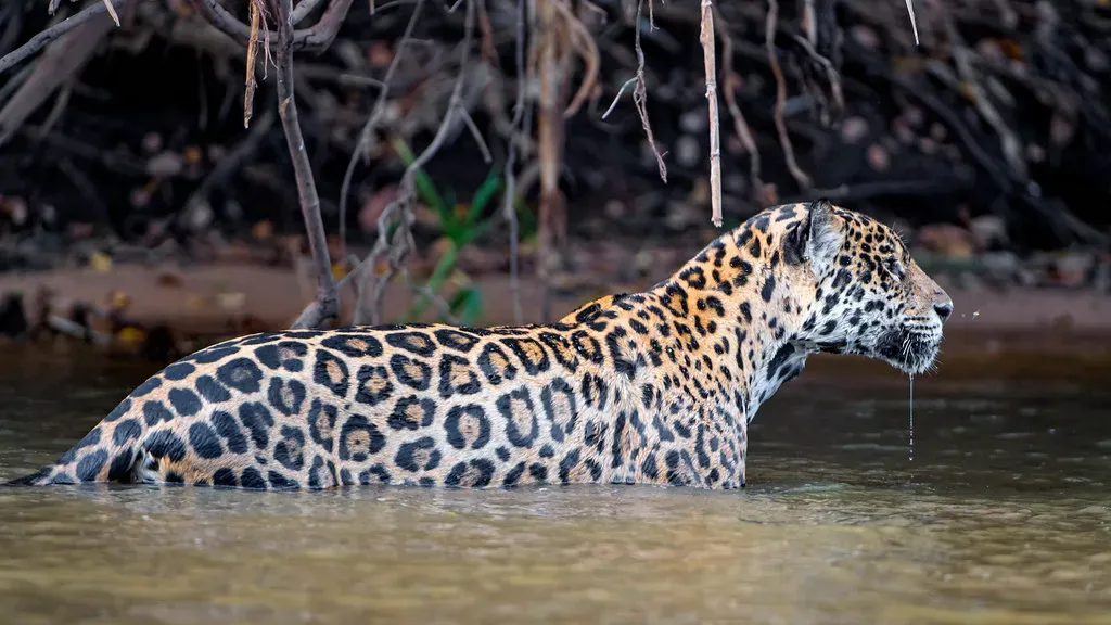 They're Exceptional Swimmers Unlike Most Big Cats (Image Credits: Flickr)