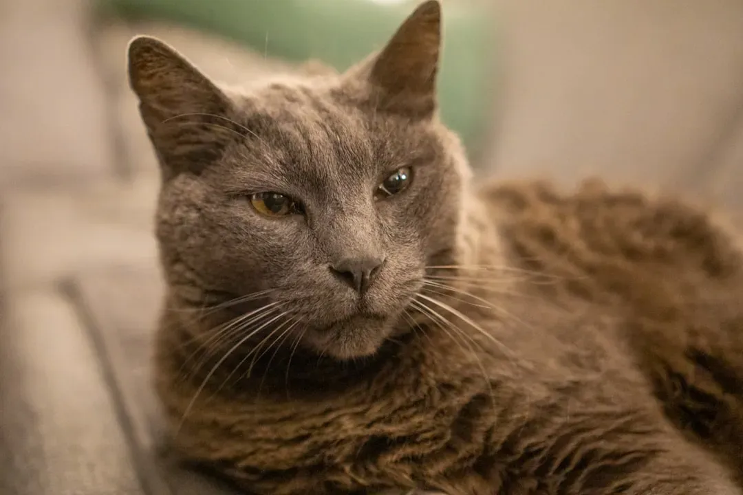 Understanding What "Senior" Really Means for a Cat (Image Credits: Unsplash)