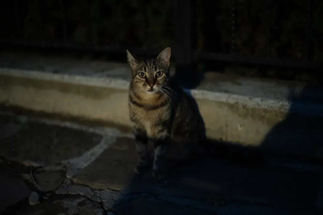 Senior Cats and the Nighttime Confusion of Cognitive Decline (Image Credits: Unsplash)