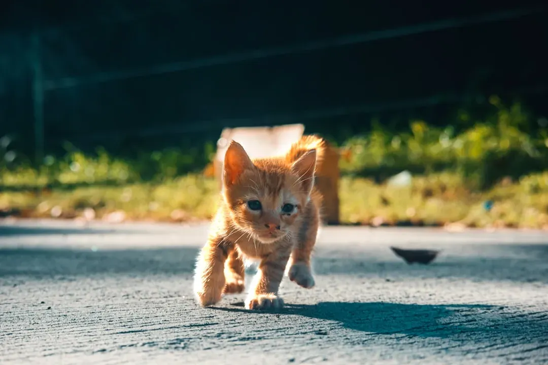 Age Matters: Kittens, Adults, and Senior Cats All Zoom Differently (Image Credits: Unsplash)