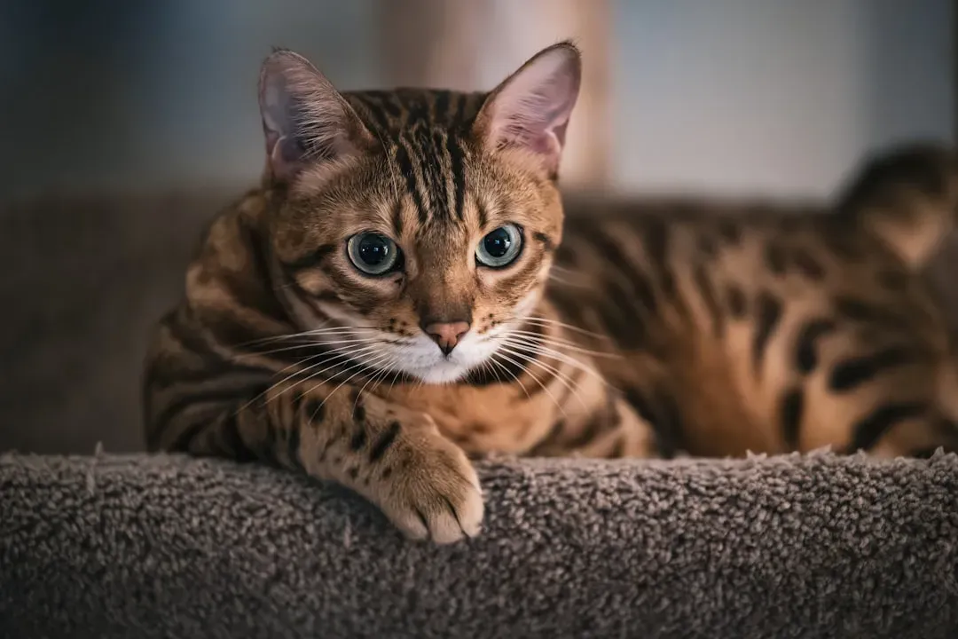 Conclusion: Living With a Stubborn Cat Is a Different Kind of Relationship (Image Credits: Unsplash)