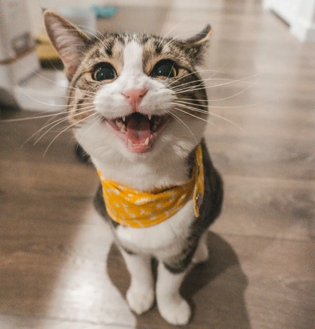 Conclusion: Laugh First, Learn Second, Love Always (Image Credits: Unsplash)