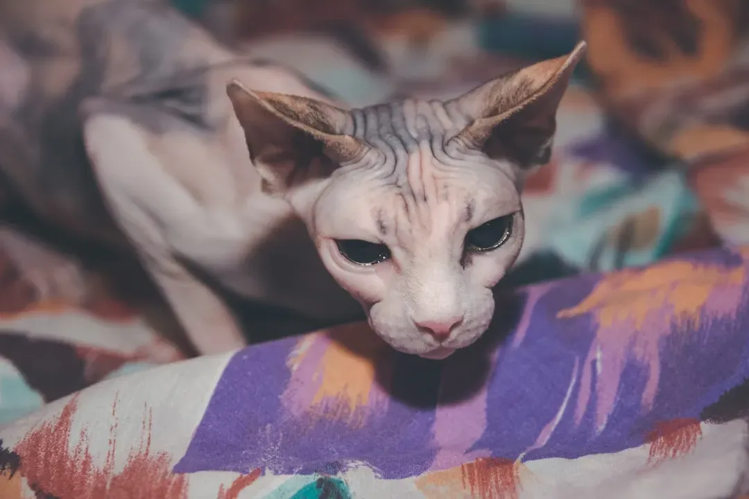 4. The Sphynx: Warm, Weird, and Wildly Affectionate (Image Credits: Unsplash)