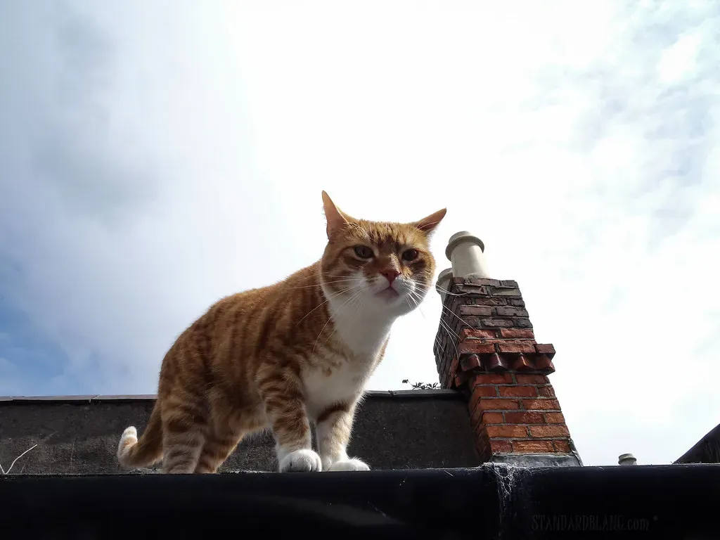 They Only Want Affection on Their Terms (Image Credits: Flickr)