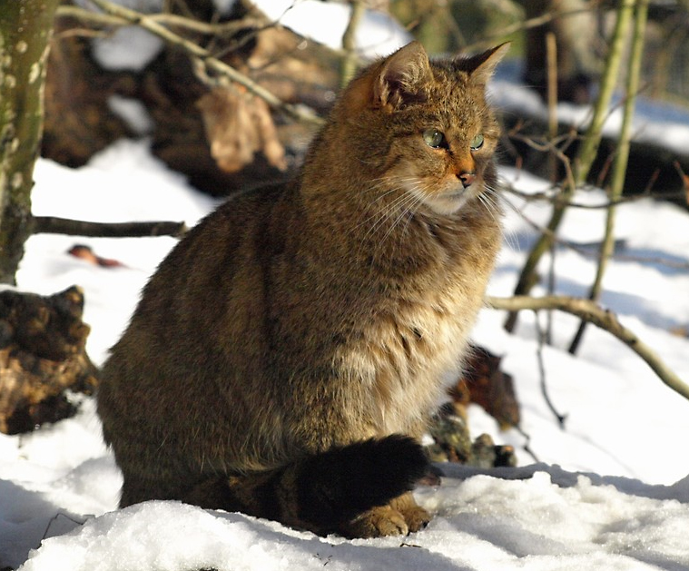 The Chinese Mountain Cat: Mystery of the Tibetan Plateau (Image Credits: Wikimedia)