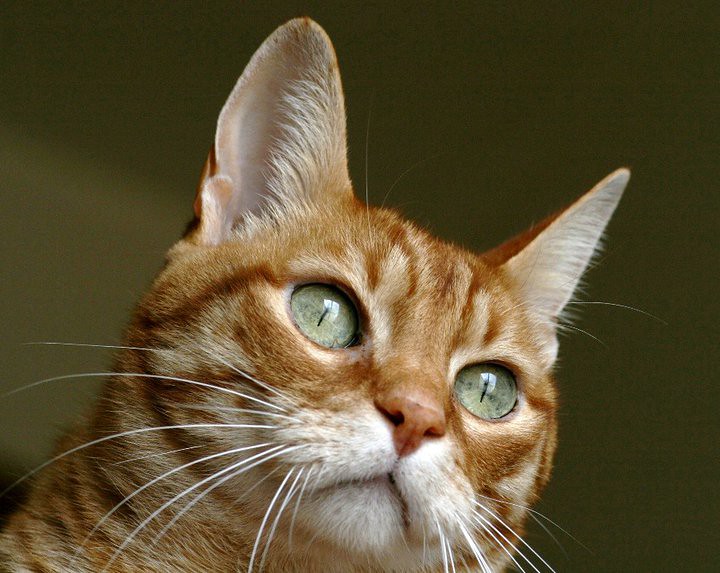 The Hidden Communication of Feline Pain (Image Credits: Flickr)