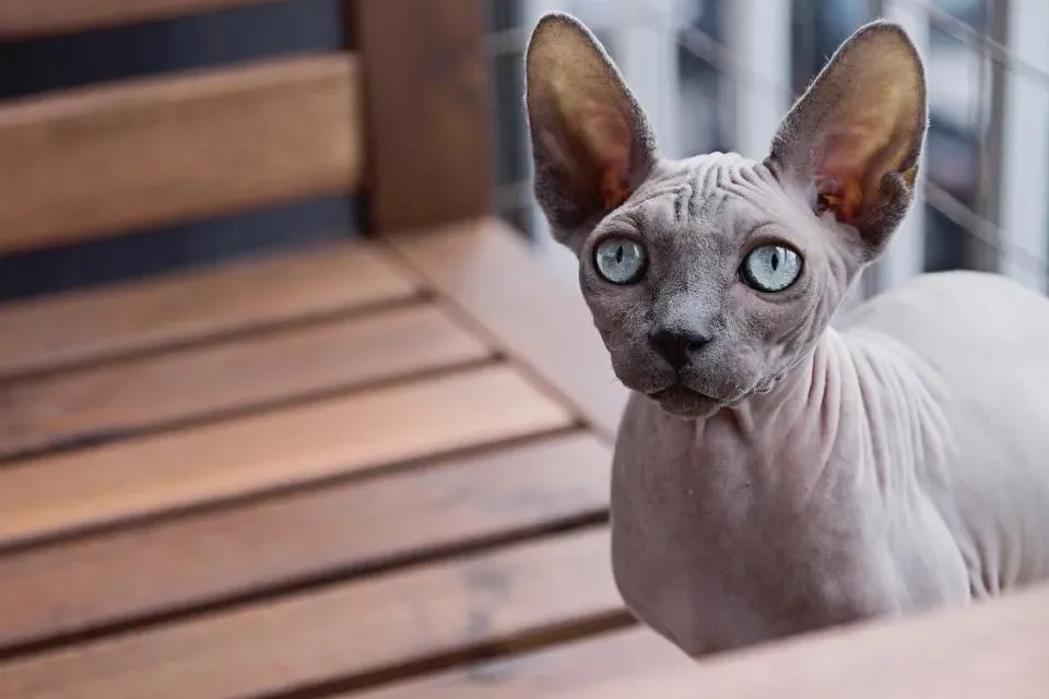 The Sphynx: Hairless But Never Voiceless (Image Credits: Stocksnap)