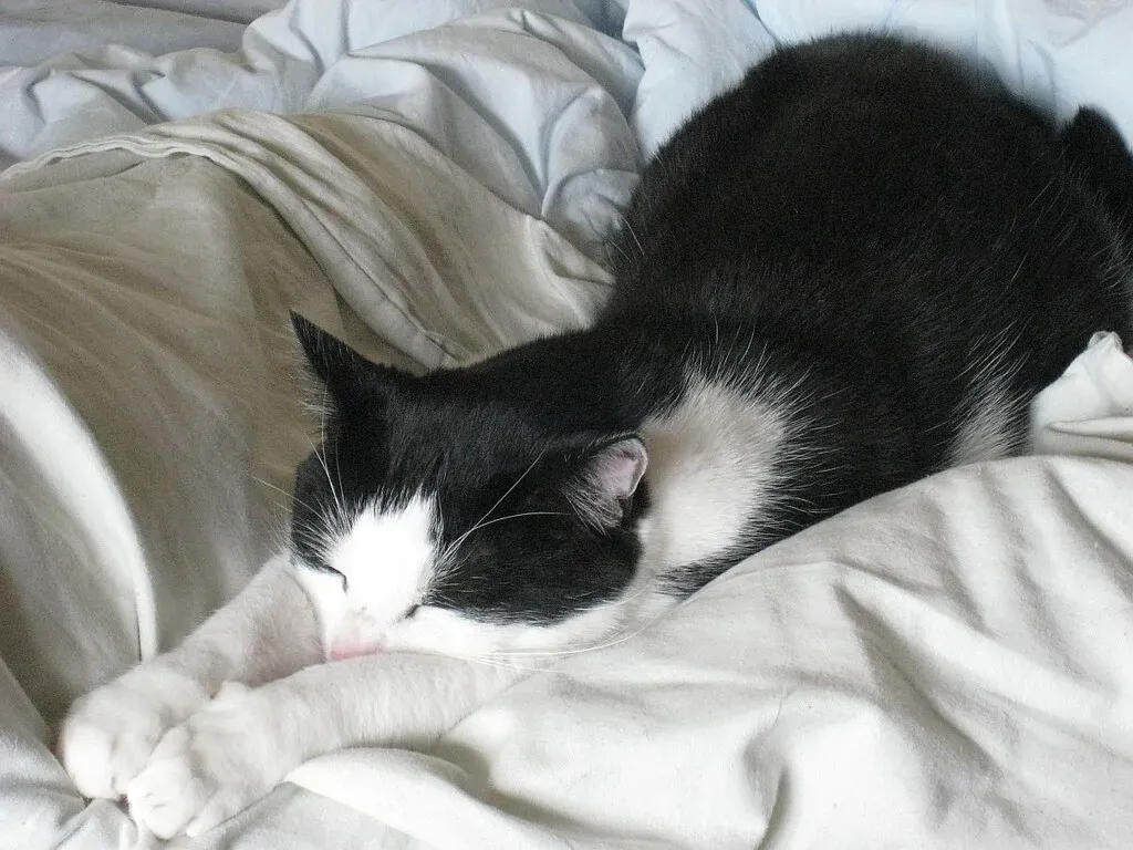 Extra Skin Means Extra Liquid Vibes (Image Credits: Flickr)