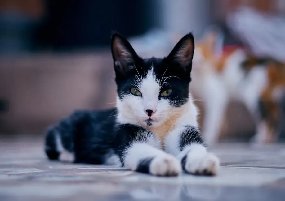 5. The "Solicitation Purr" Is Your Cat's Way of Manipulating You (Image Credits: Pexels)