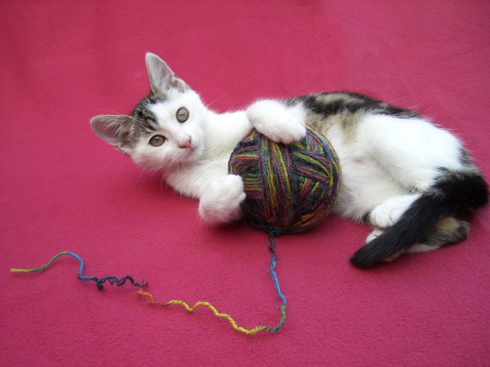 String and Yarn: Ancient Cat Entertainment (Image Credits: Wikimedia)