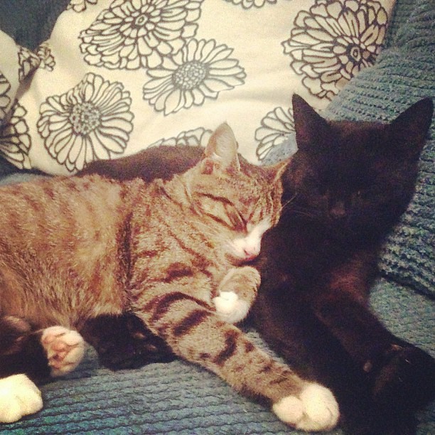 Sleeping on You - The Ultimate Compliment (Image Credits: Flickr)