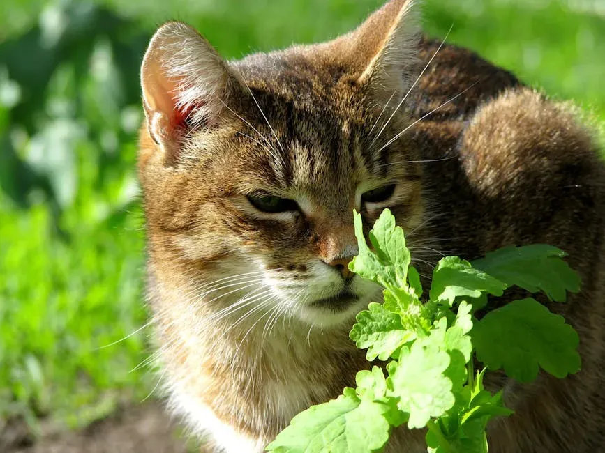 Misconception 6: Catnip Makes Every Cat Happy (Image Credits: Pexels)