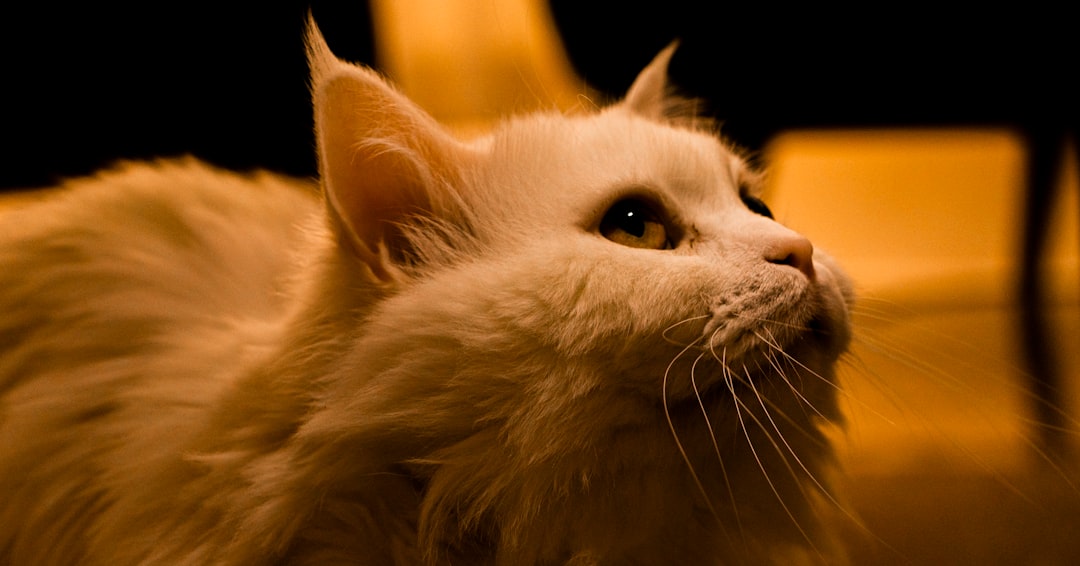 The Fiery Nature of Fire Signs and Their Feline Counterparts (Image Credits: Unsplash)