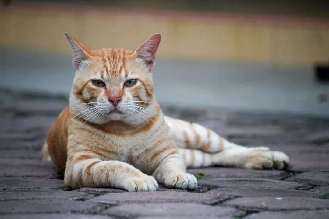 5. Cats Are Solitary Animals Who Prefer to Be Alone (Image Credits: Unsplash)