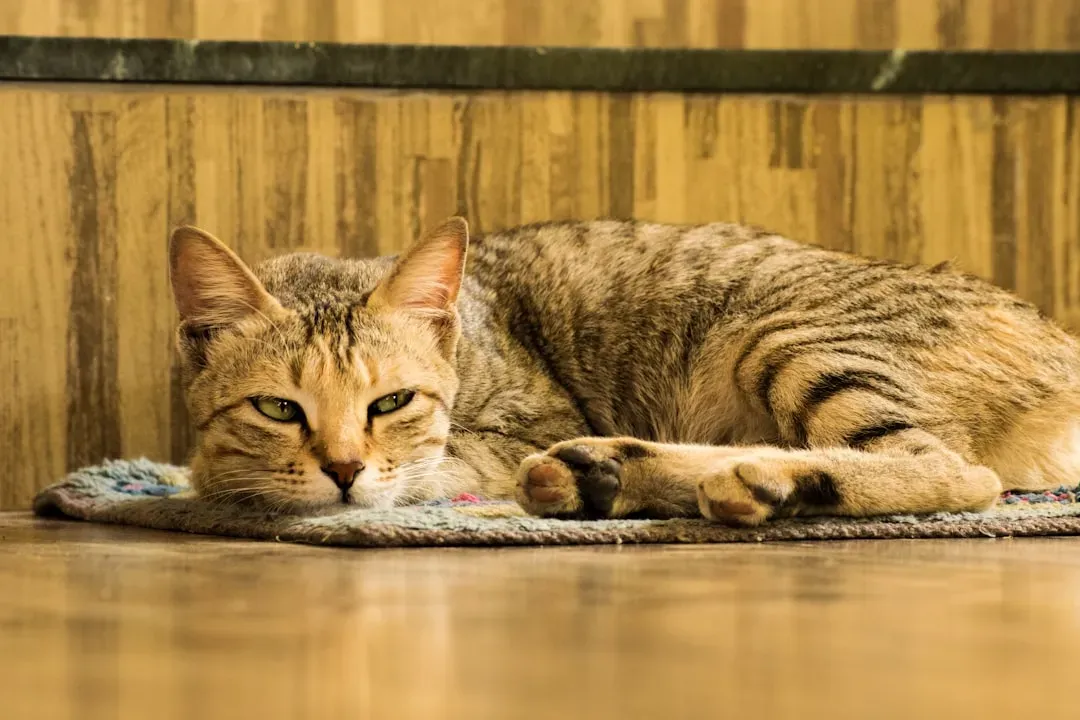 The Serious Consequences of Cat Boredom (Image Credits: Unsplash)