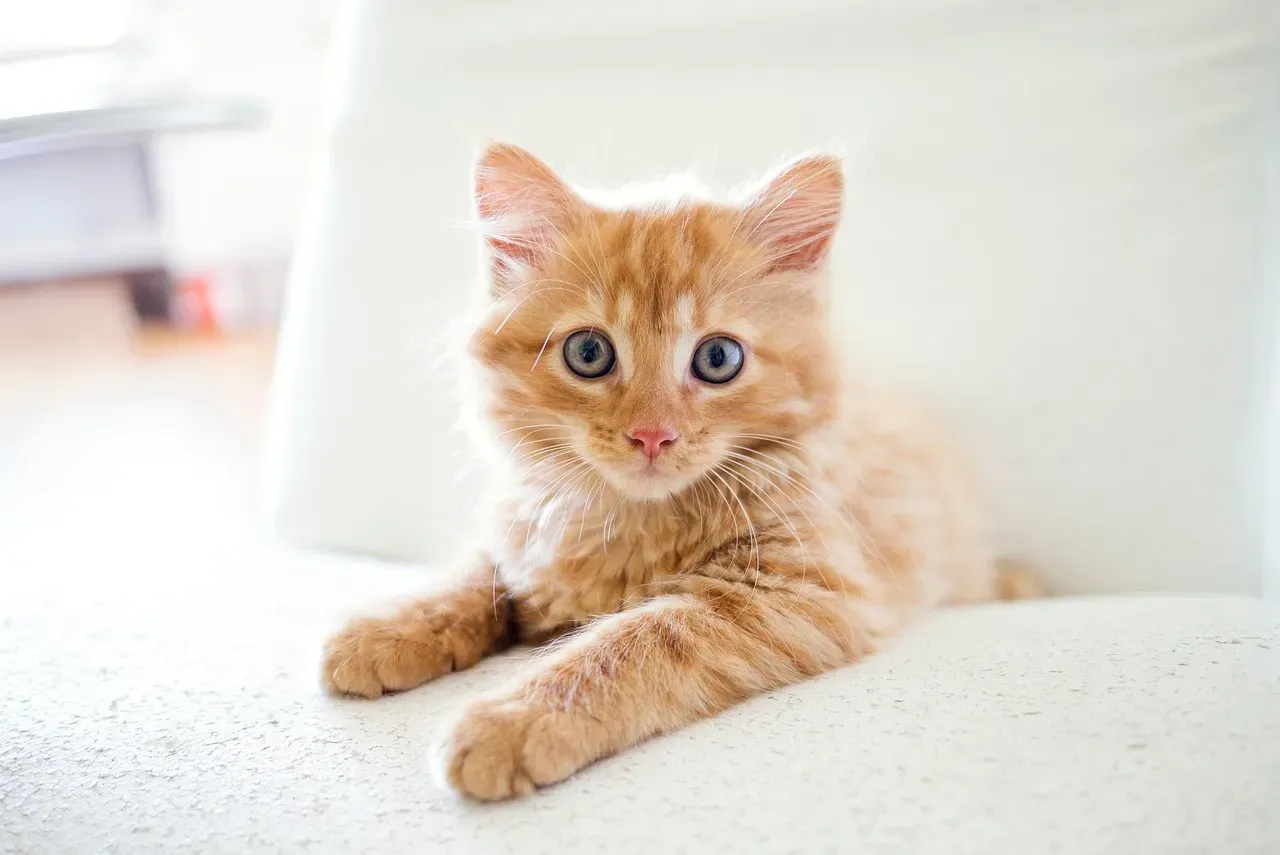 Your Cat Is Running Physics Experiments on Your Furniture (Image Credits: Pixabay)