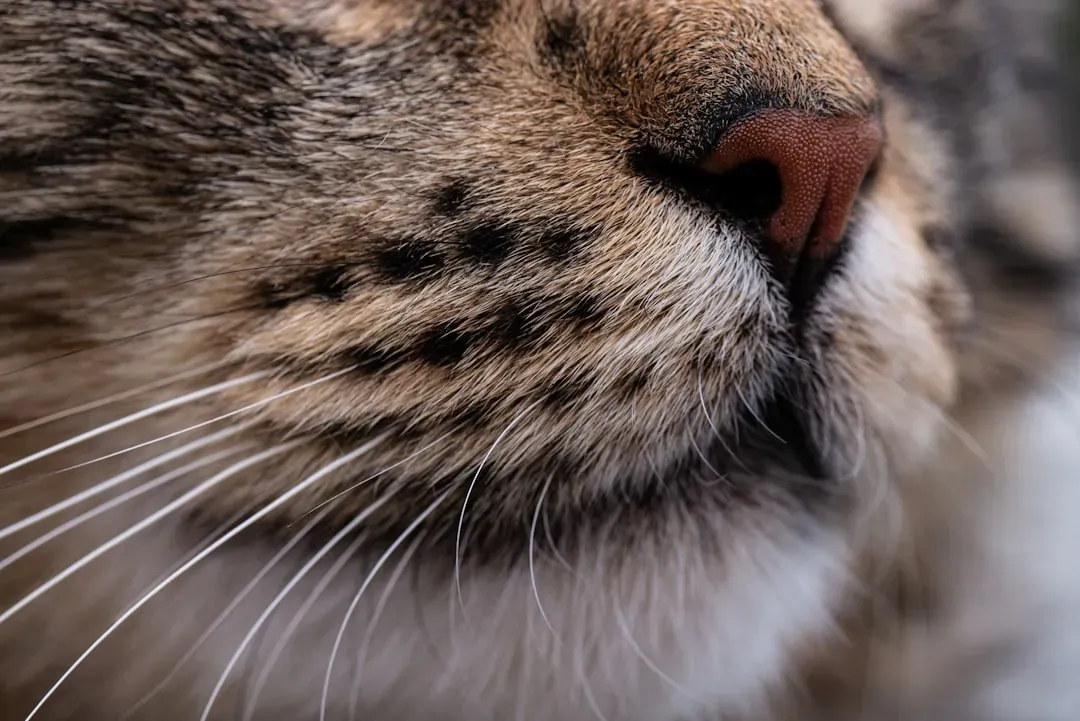 Why Your Cat Keeps Its Whiskers Dry on Purpose (Image Credits: Unsplash)
