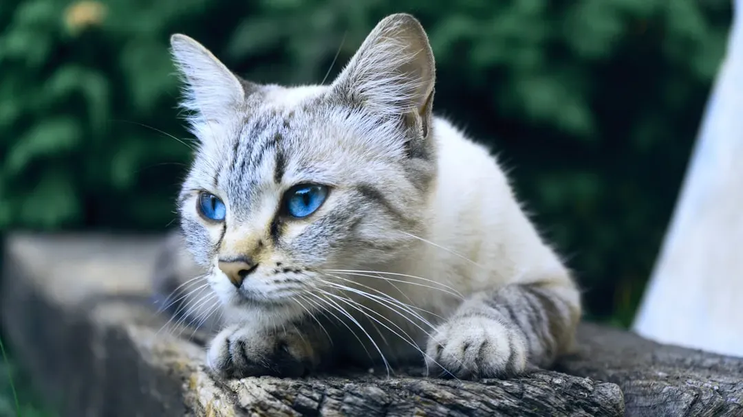 Potential Risks You Should Know (Image Credits: Unsplash)