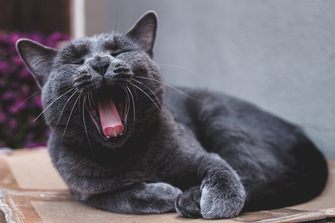 Cognitive Dysfunction: The Feline Version of Dementia (Image Credits: Unsplash)