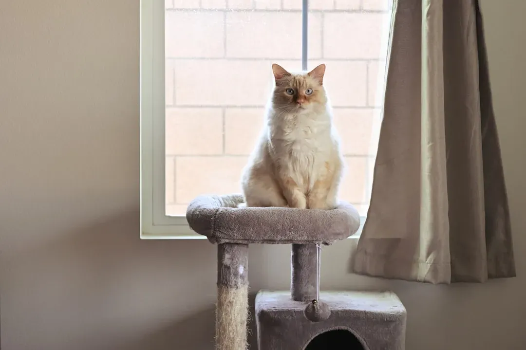 Playful Without Being Hyperactive (Image Credits: Unsplash)