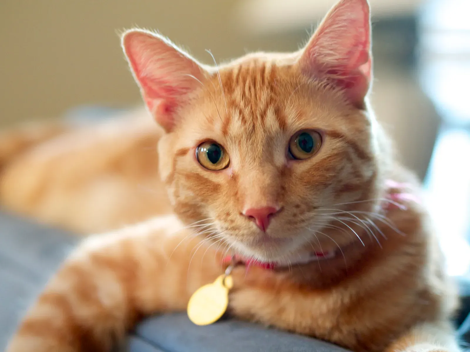 They Have Remarkable Adaptability (Image Credits: Wikimedia)