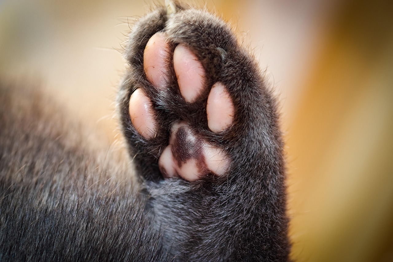 Scent Marking Through Those Precious Toe Beans (Image Credits: Pixabay)