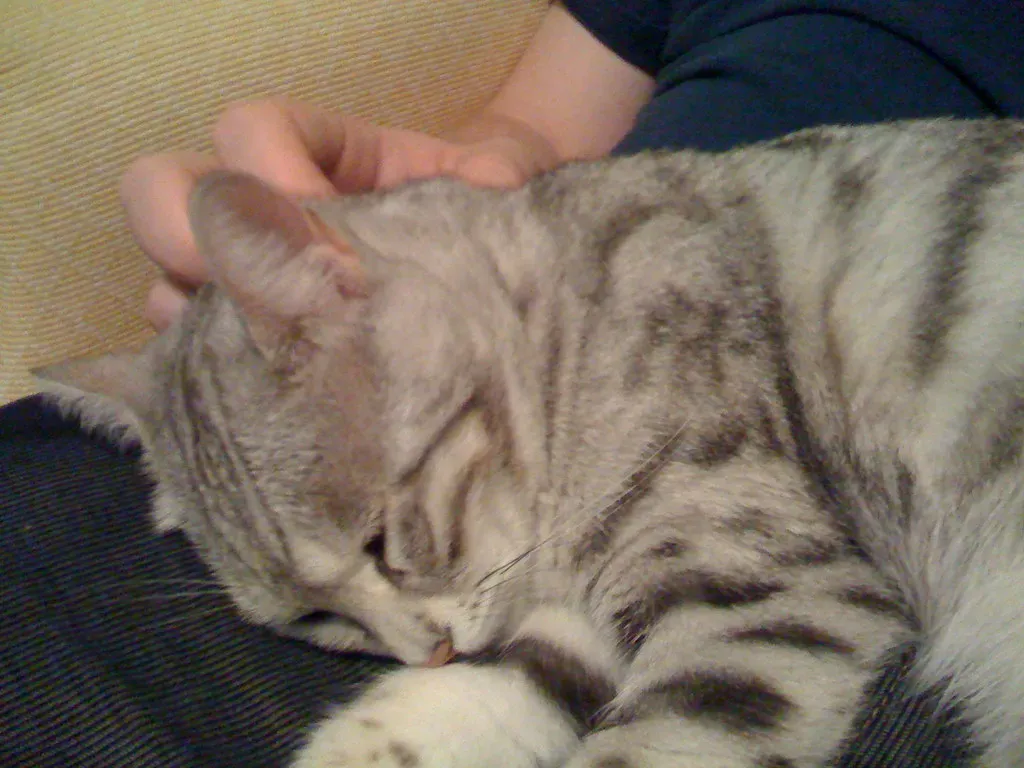 The Egyptian Mau: Ancient Protectors With Modern Courage (Image Credits: Flickr)