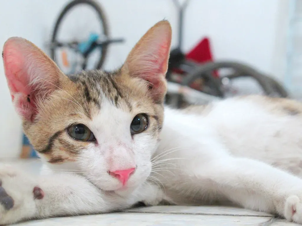 Effective Veterinary Treatment Options (Image Credits: Flickr)