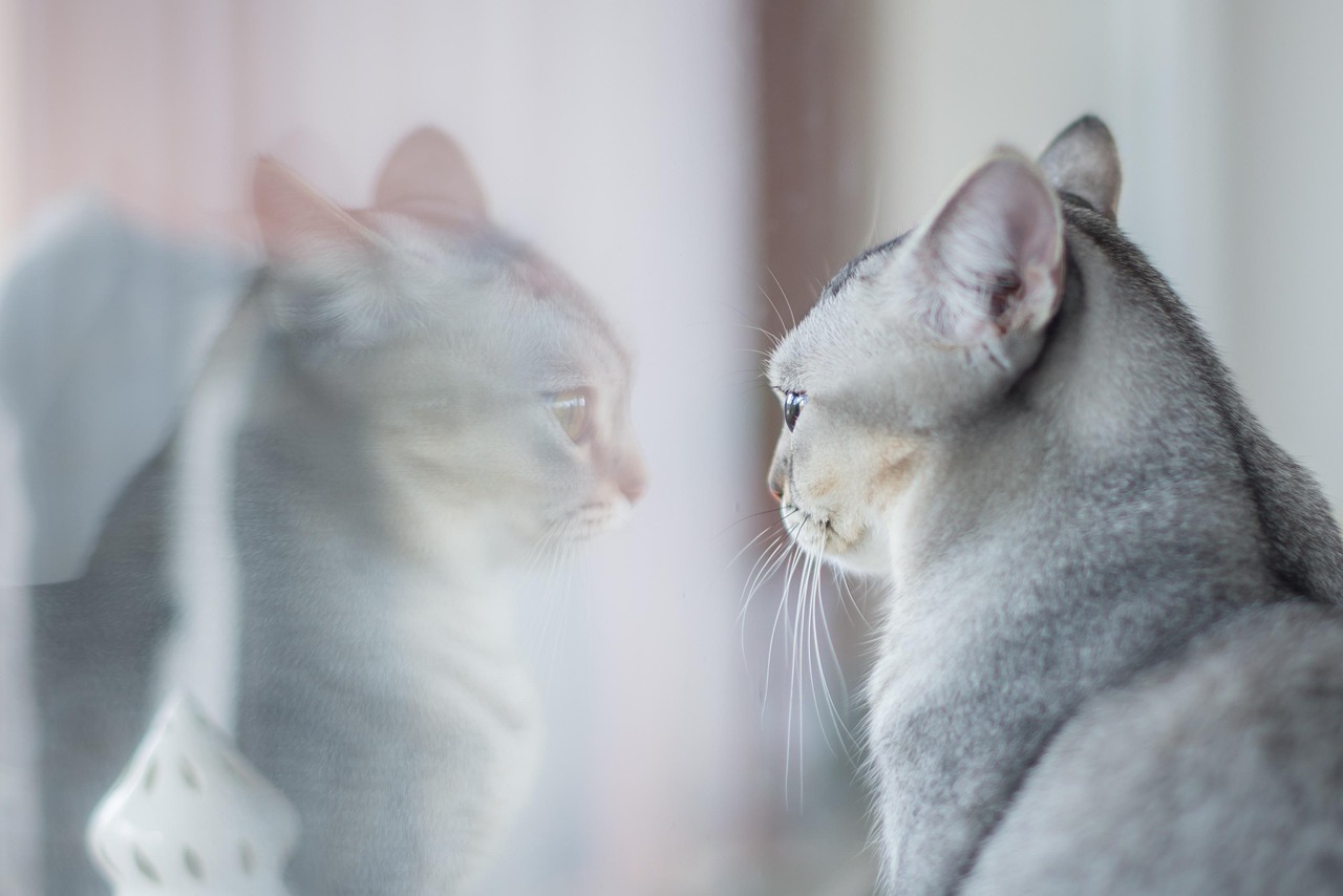 The Limitations of Mirror Testing for Cats (Image Credits: Pixabay)