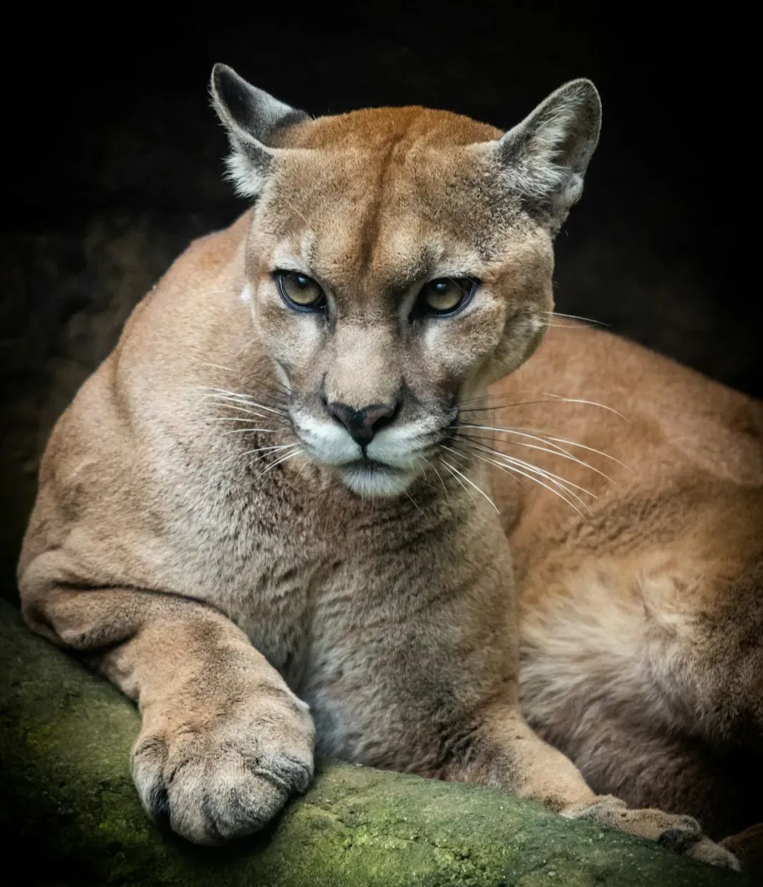 How to Back Away Safely When the Lion Won’t Move (Image Credits: Unsplash)
