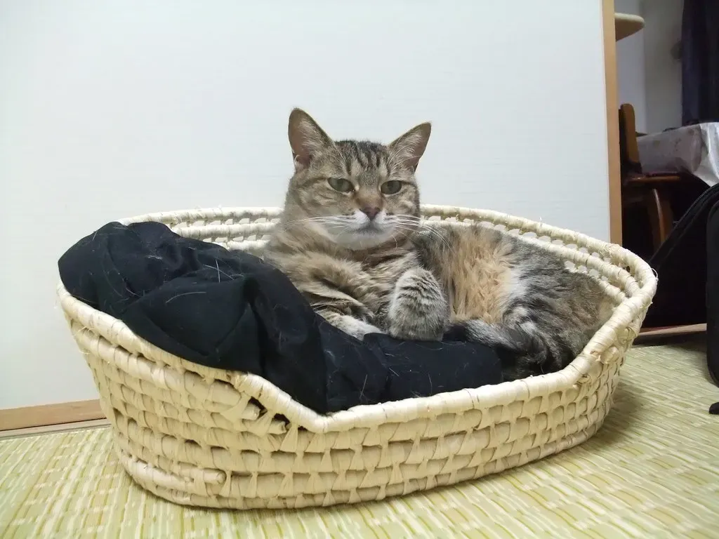 2. Inside the Laundry Basket (hide10, Flickr, CC BY-SA 2.0)