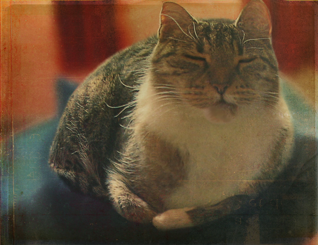 Intense Purring and Kneading Sessions (Image Credits: Flickr)