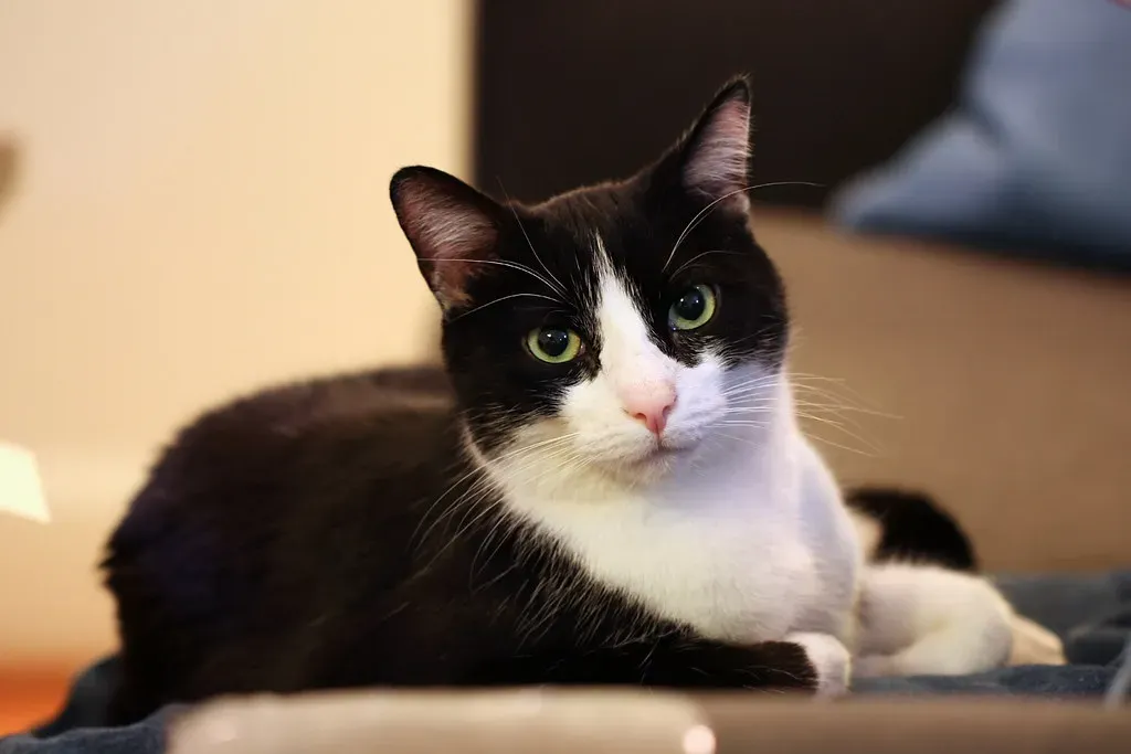 Conclusion: Embrace the Back-Turned Compliment (Image Credits: Flickr)